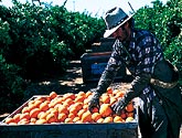 摘み取ったネーブルオレンジはすぐに箱詰め工場へ。