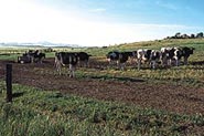 広大な牧場でのんびりと草をはむ牛の群れ。